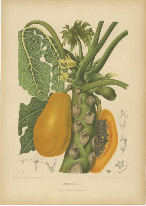 Antique Papaya Botanical Chromolithograph by Hoola van Nooten, c. 1880