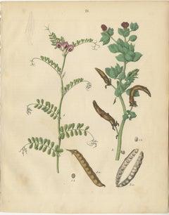 Antique Peas and Beans Botanical Prints, Legumes Study, Germany 1852