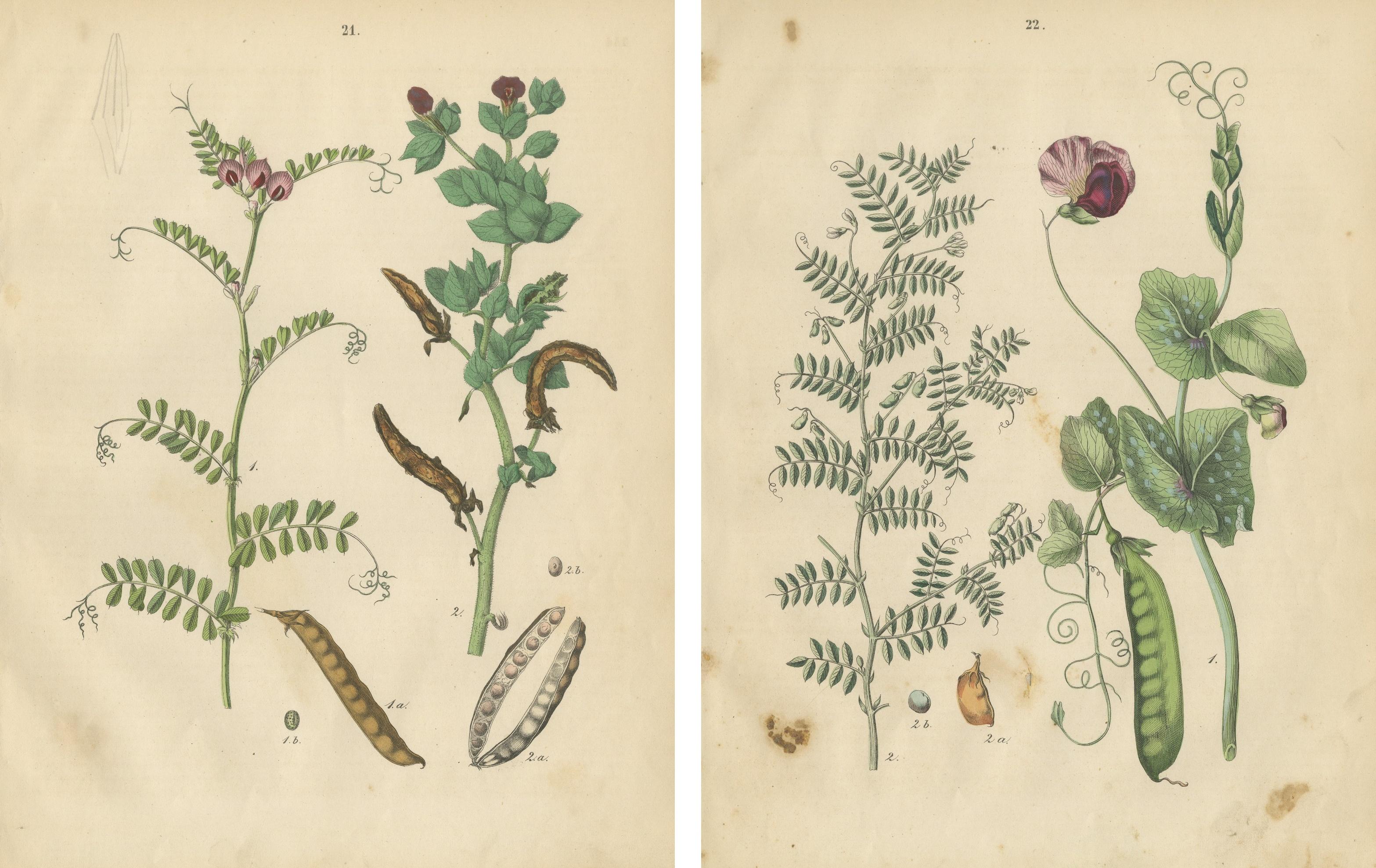 Antique Peas and Beans Botanical Prints, Legumes Study, Germany 1852
