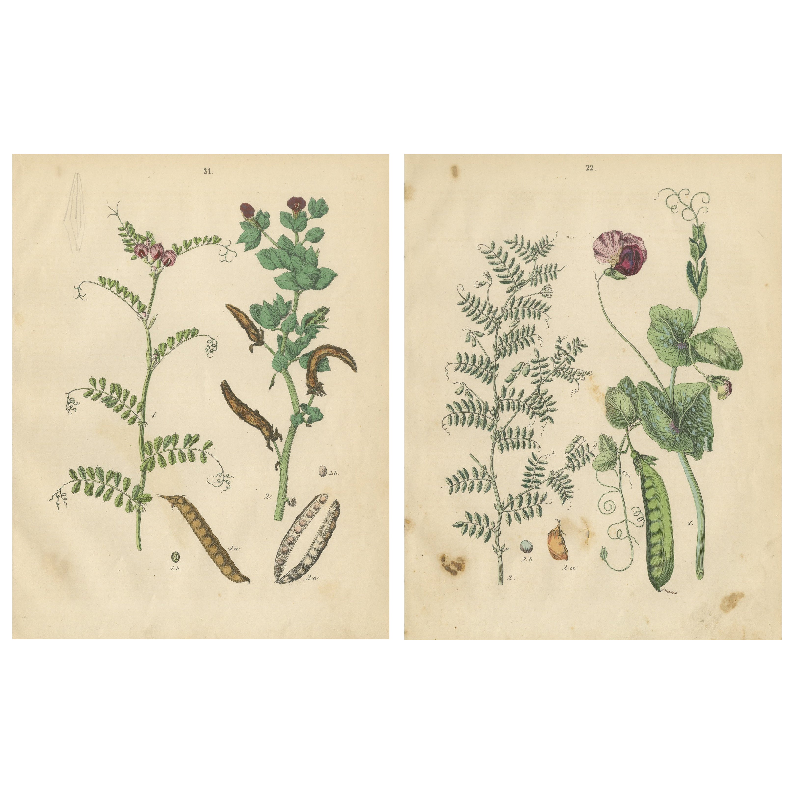 Antique Peas and Beans Botanical Prints, Legumes Study, Germany 1852