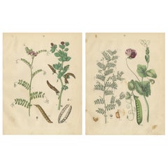 Antique Peas and Beans Botanical Prints, Legumes Study, Germany 1852