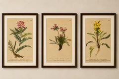 Antique Pedicularis Botanical Chromolithographs – Set of 3, Germany 1897