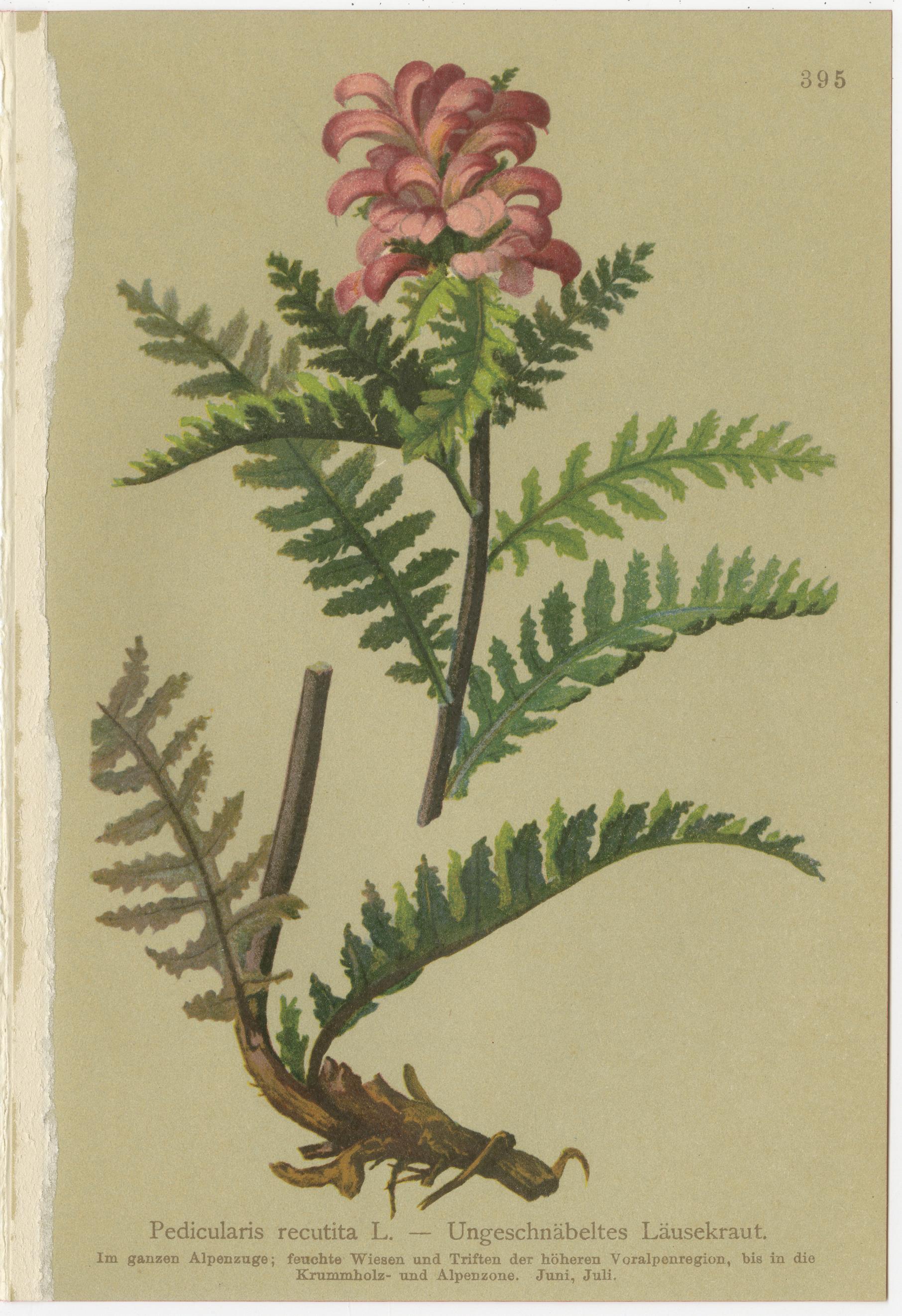Antique Pedicularis Botanical Chromolithographs – Set of 3, Germany 1897