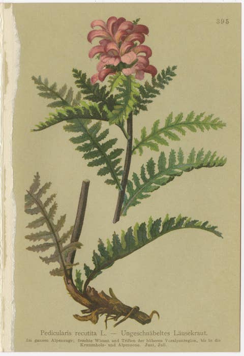 Antique Pedicularis Botanical Chromolithographs – Set of 3, Germany 1897