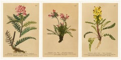 Antique Pedicularis Botanical Chromolithographs – Set of 3, Germany 1897