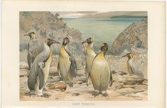 Antique Penguin Print Giant Penguins Coastal Scene Chromolithograph c.1895