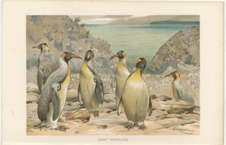 Antique Penguin Print Giant Penguins Coastal Scene Chromolithograph c.1895, view 2