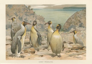 Antique Penguin Print Giant Penguins Coastal Scene Chromolithograph c.1895, view 3