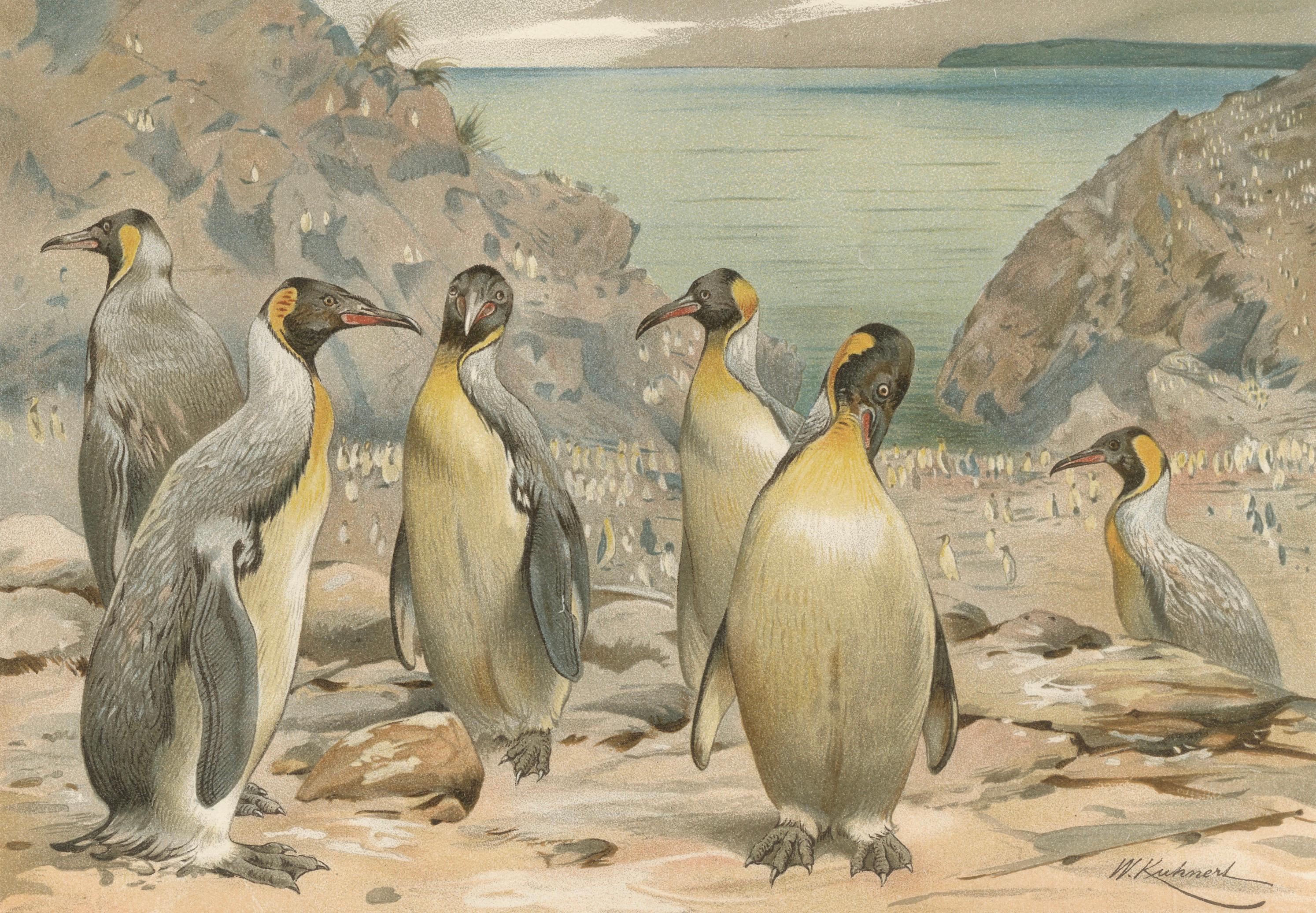 Antique Penguin Print Giant Penguins Coastal Scene Chromolithograph c.1895