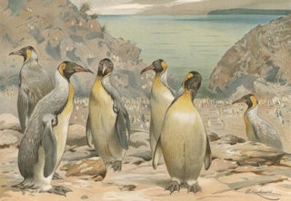Antique Penguin Print Giant Penguins Coastal Scene Chromolithograph c.1895, view 4