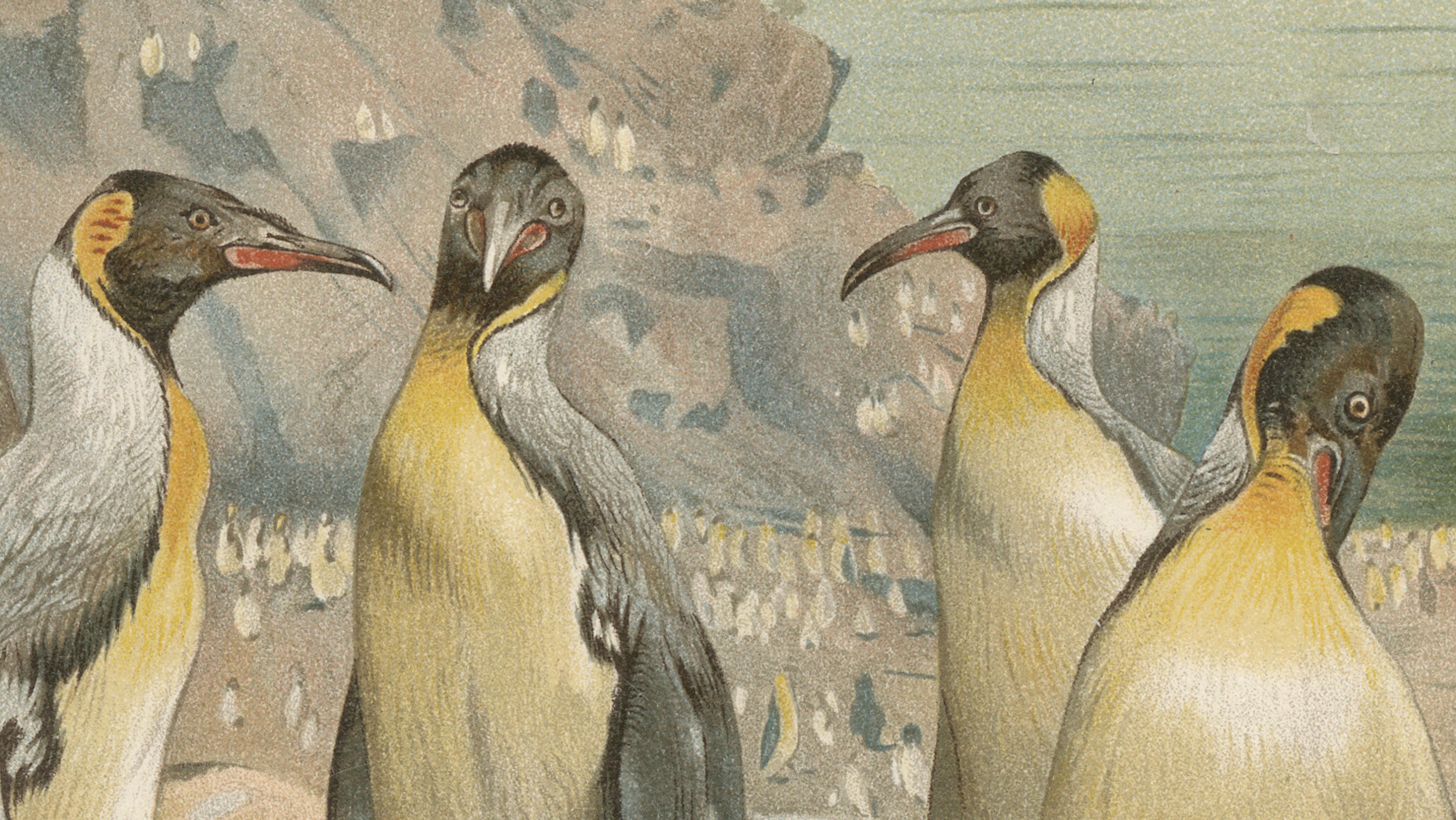 Antique Penguin Print Giant Penguins Coastal Scene Chromolithograph c.1895