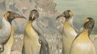 Antique Penguin Print Giant Penguins Coastal Scene Chromolithograph c.1895, view 5