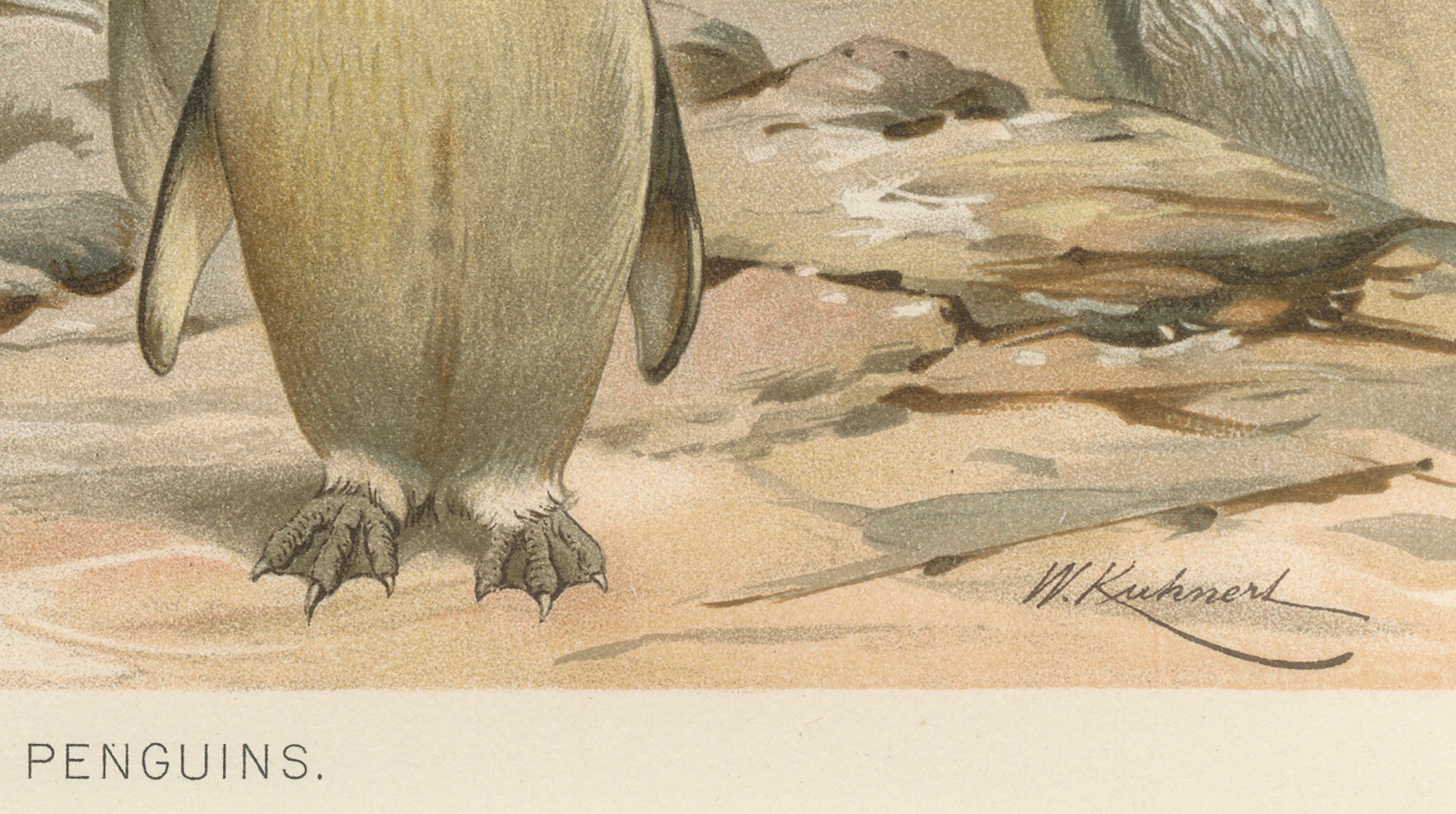 Antique Penguin Print Giant Penguins Coastal Scene Chromolithograph c.1895