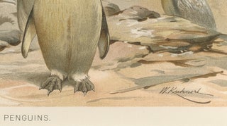 Antique Penguin Print Giant Penguins Coastal Scene Chromolithograph c.1895, view 6