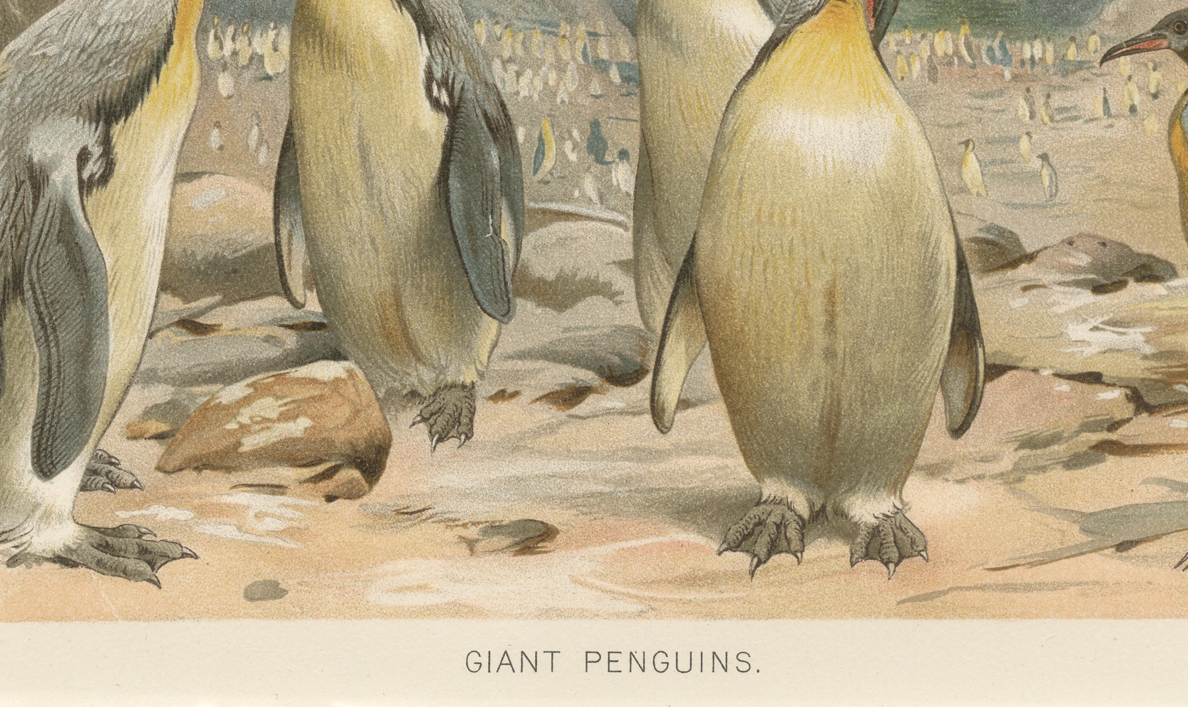 Antique Penguin Print Giant Penguins Coastal Scene Chromolithograph c.1895