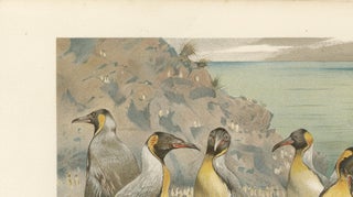 Antique Penguin Print Giant Penguins Coastal Scene Chromolithograph c.1895, view 8