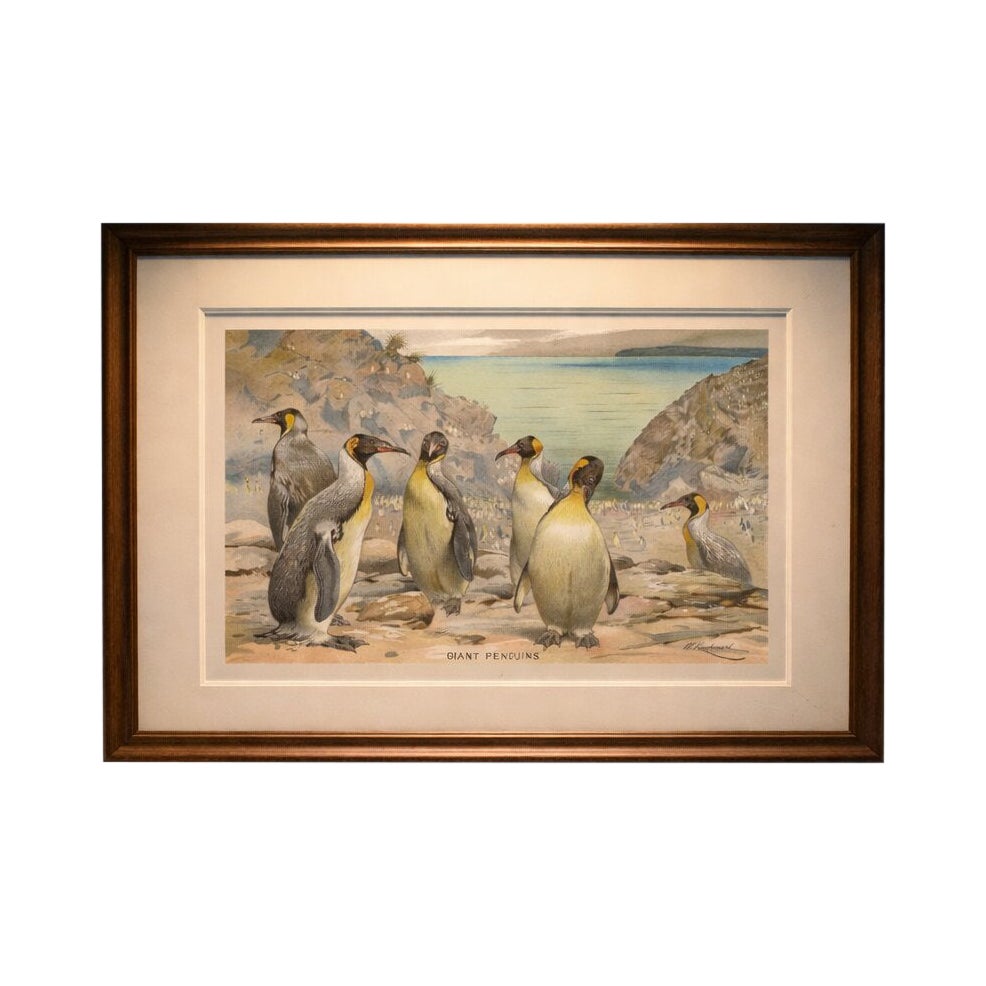 Antique Penguin Print Giant Penguins Coastal Scene Chromolithograph c.1895 For Sale