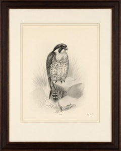 Antique Peregrine Falcon Bird Print by Lilian M. Medland, circa 1908