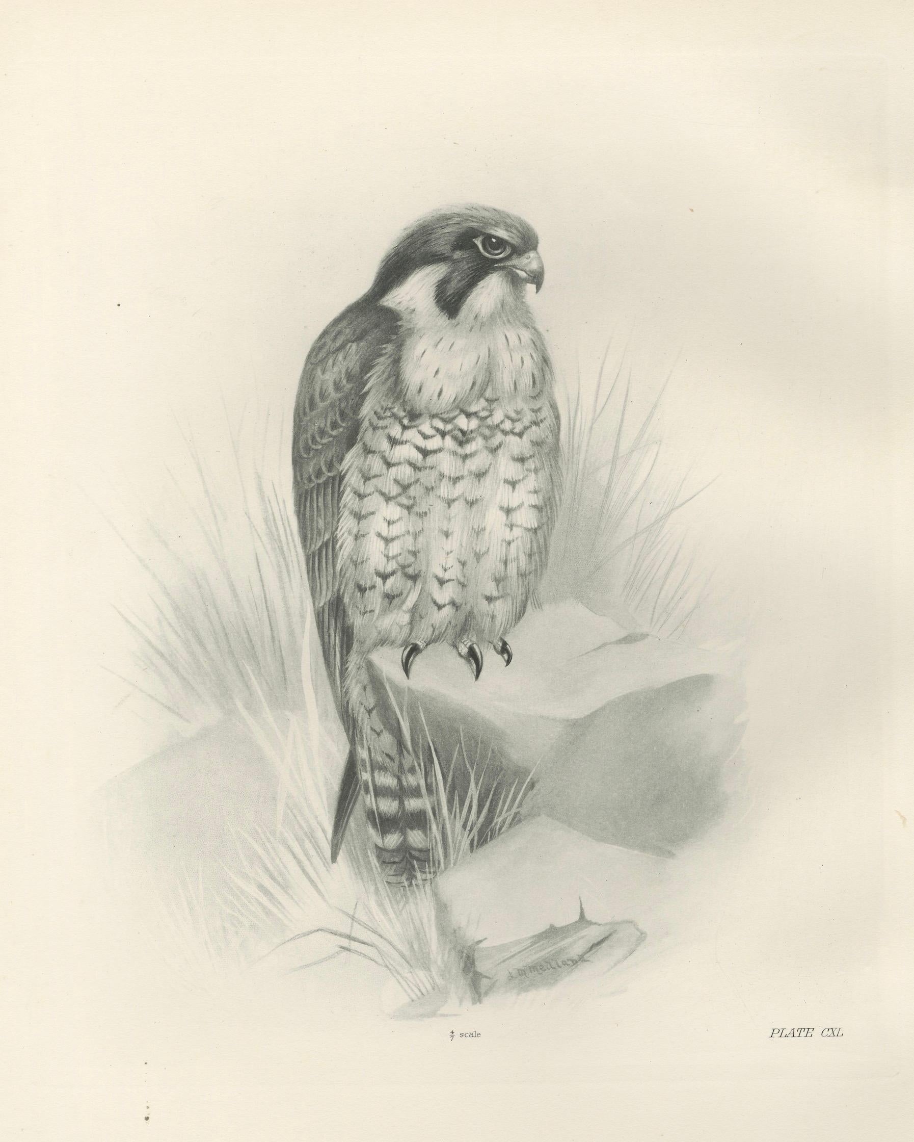 Antique Peregrine Falcon Bird Print by Lilian M. Medland, circa 1908