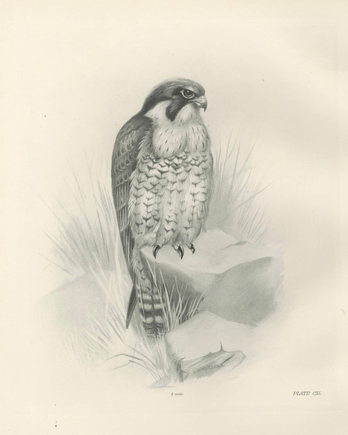 Antique Peregrine Falcon Bird Print by Lilian M. Medland, circa 1908