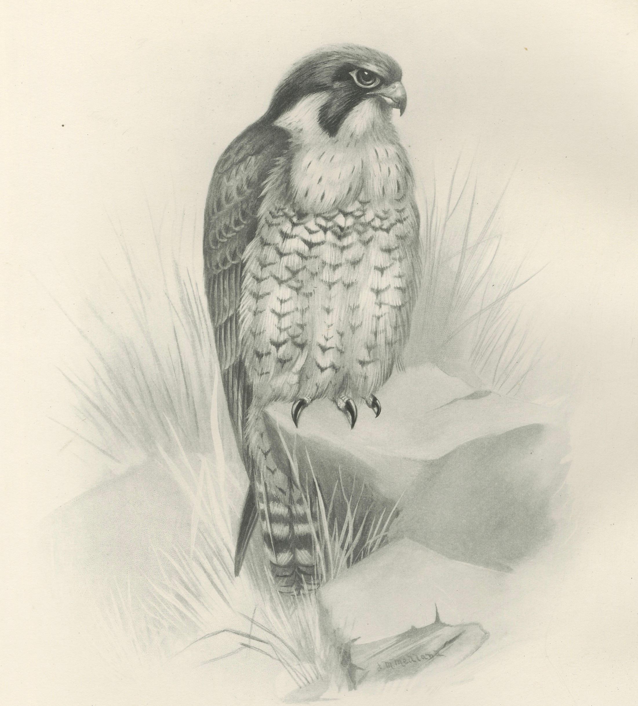 Antique Peregrine Falcon Bird Print by Lilian M. Medland, circa 1908