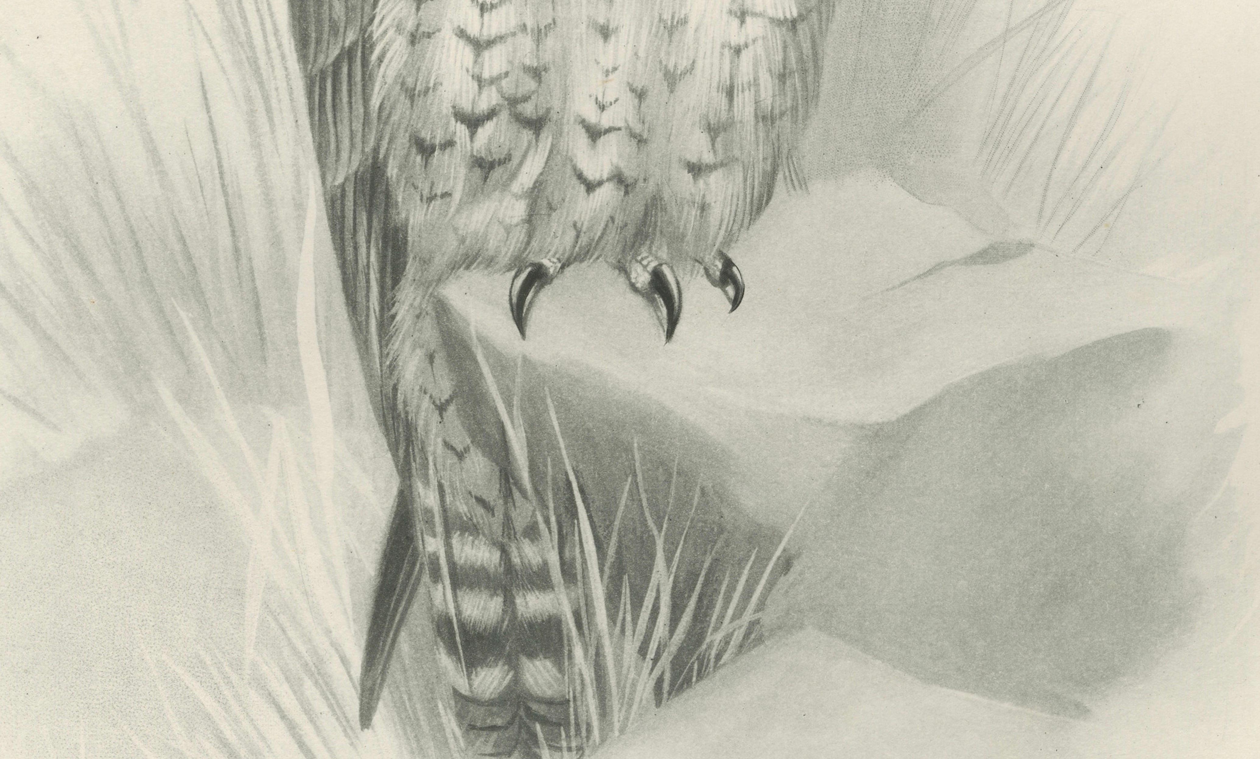 Antique Peregrine Falcon Bird Print by Lilian M. Medland, circa 1908