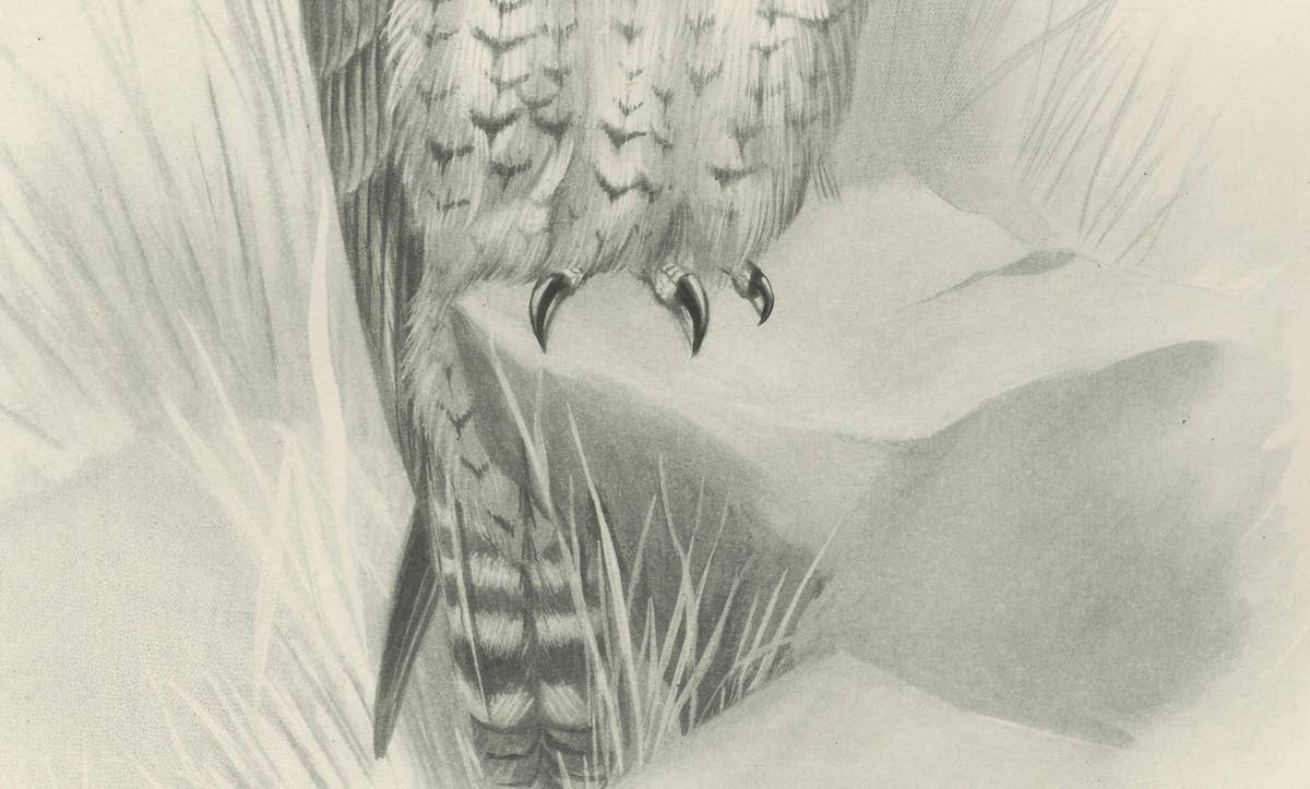 Antique Peregrine Falcon Bird Print by Lilian M. Medland, circa 1908