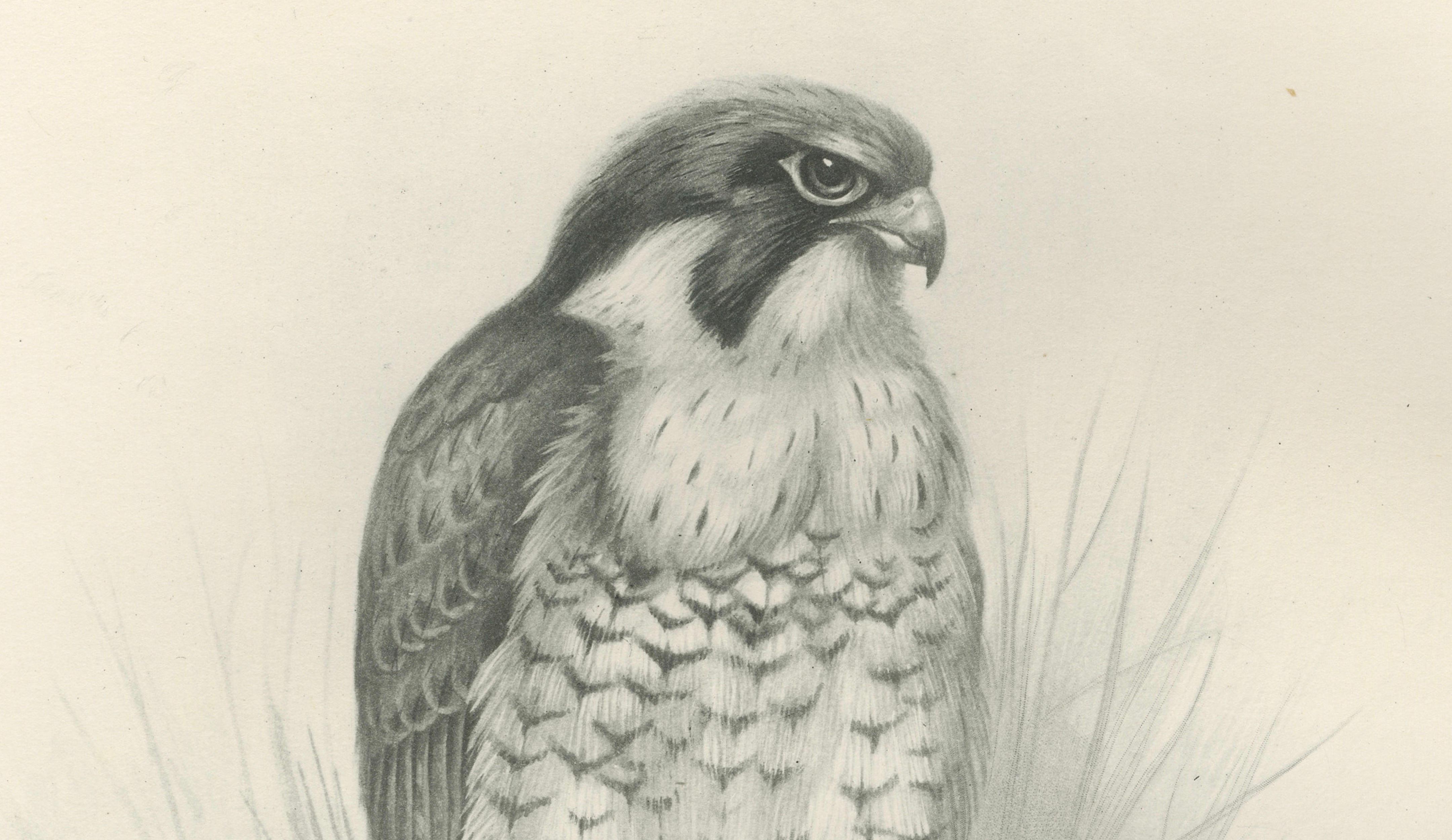 Antique Peregrine Falcon Bird Print by Lilian M. Medland, circa 1908