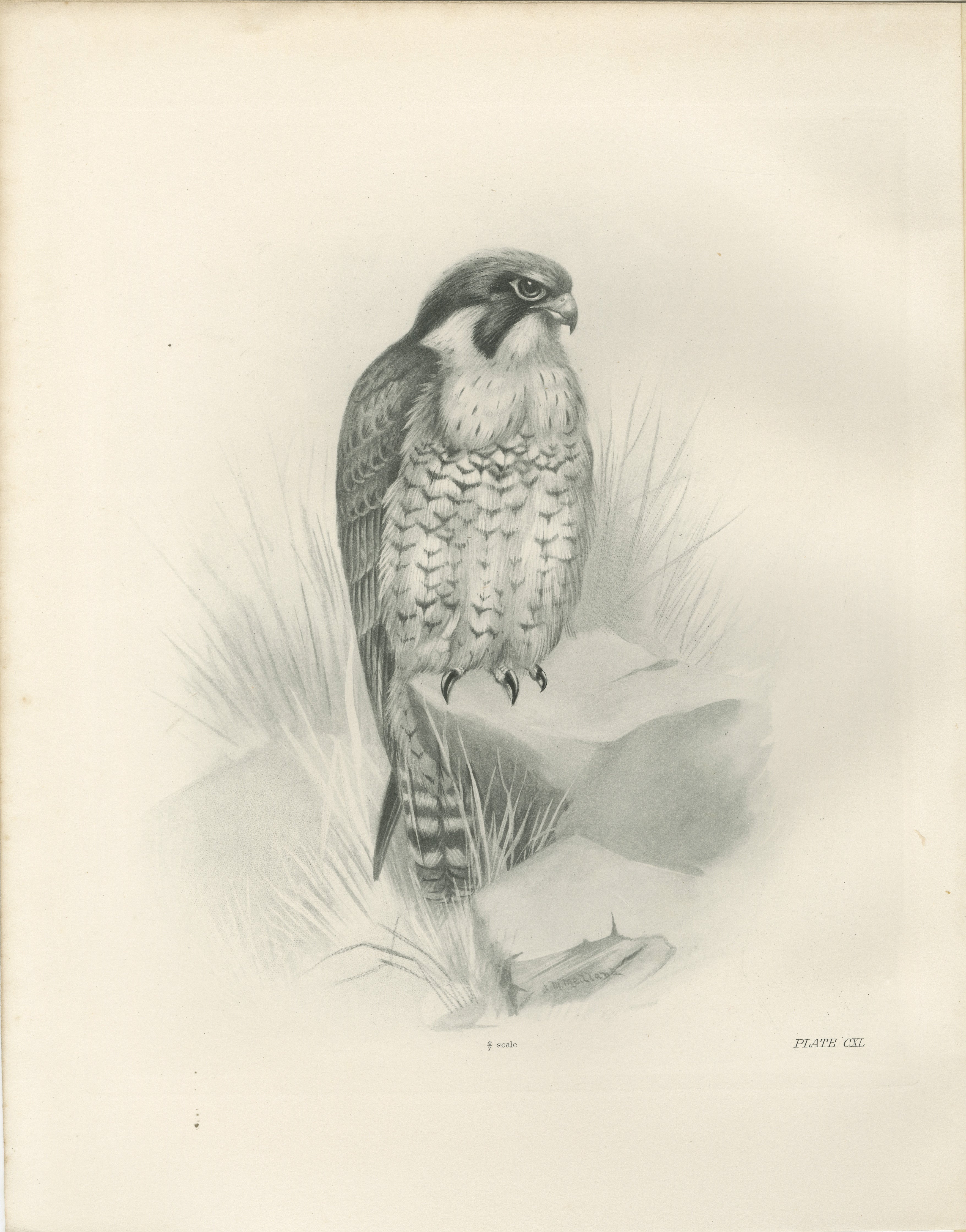 Antique Peregrine Falcon Bird Print by Lilian M. Medland, circa 1908
