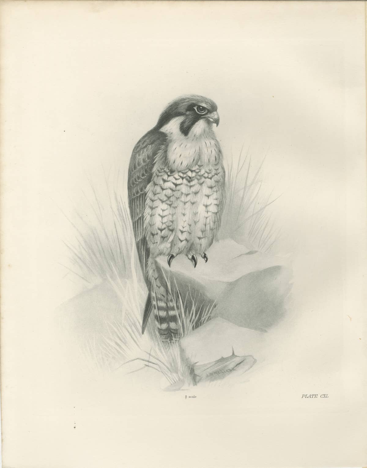Antique Peregrine Falcon Bird Print by Lilian M. Medland, circa 1908