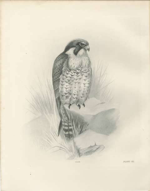 Antique Peregrine Falcon Bird Print by Lilian M. Medland, circa 1908