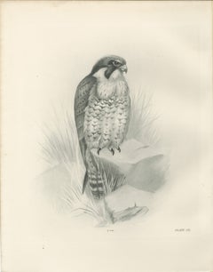 Antique Peregrine Falcon Bird Print by Lilian M. Medland, circa 1908