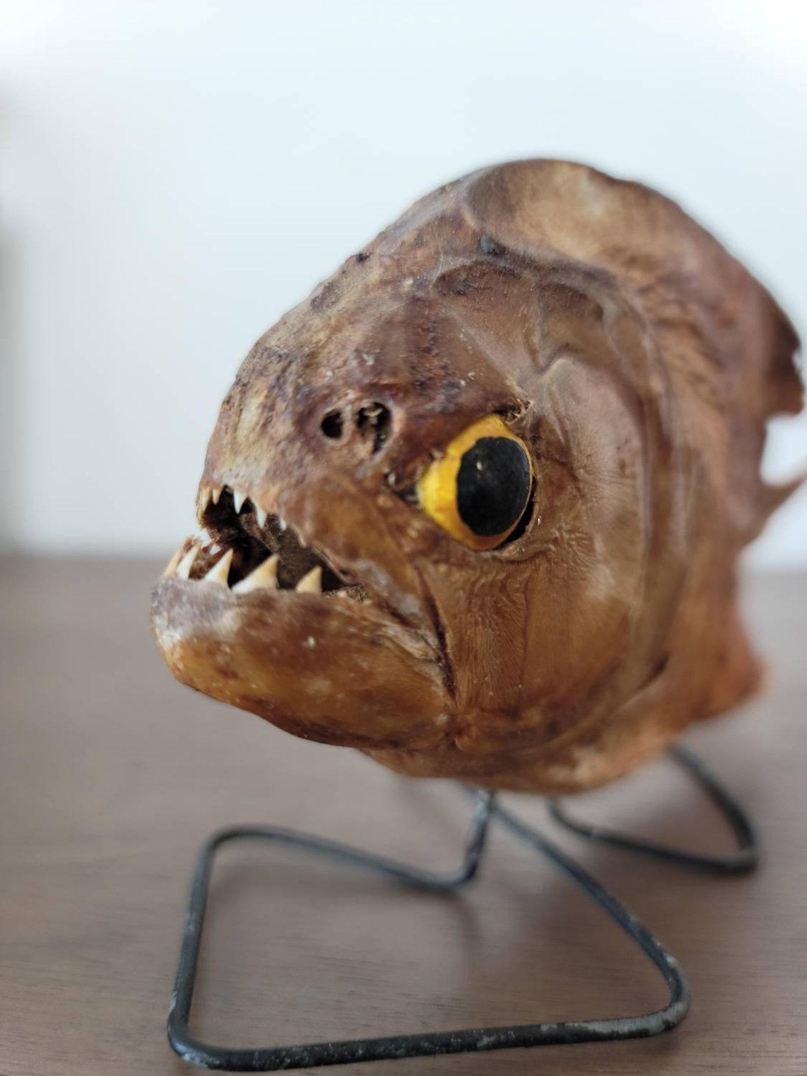 A rare and unusual antique natural taxidermy specimen of a Piranha. Amazon River Basin, South America, belonging to the Serrasalmidae family, Characiformes order, most likely a Red Bellied Piranha - Pygocentrus Nattereri. 

This exotic specimen is