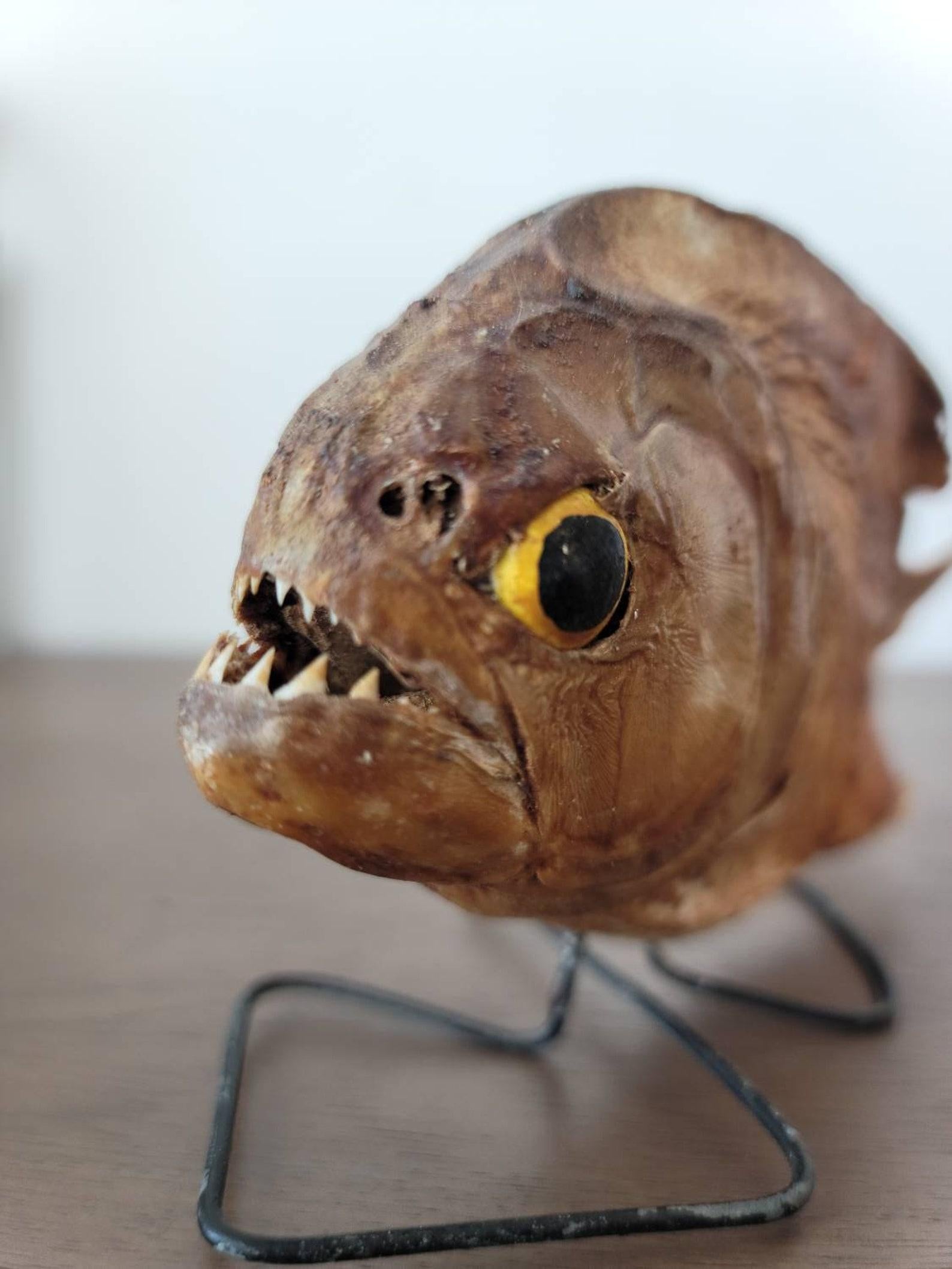 Un raro e insolito esemplare antico di tassidermia naturale di Piranha. Appartenente alla famiglia Serrasalmidae, ordine Characiformes, probabilmente un Piranha dal ventre rosso - Pygocentrus Nattereri. 

Questo esemplare esotico è montato su un