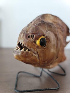 Antique Piranha Natural Taxidermy Specimen