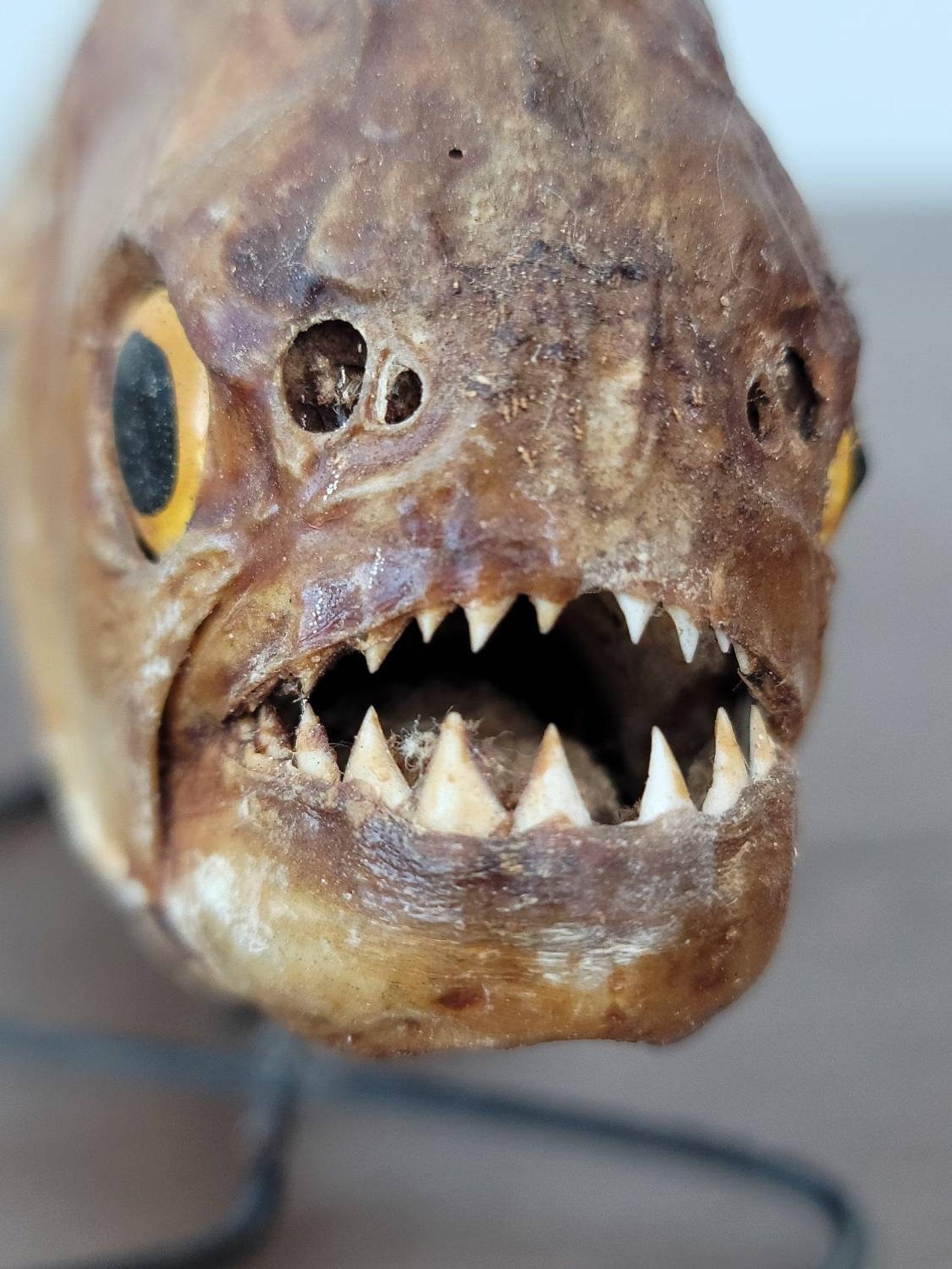 Sudamericano Antico esemplare di Piranha naturale in tassidermia