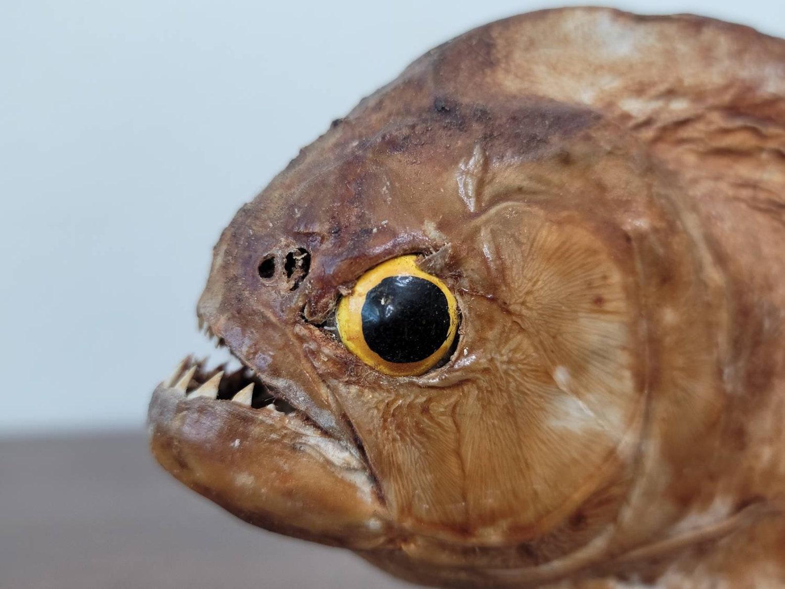 taxidermy piranha