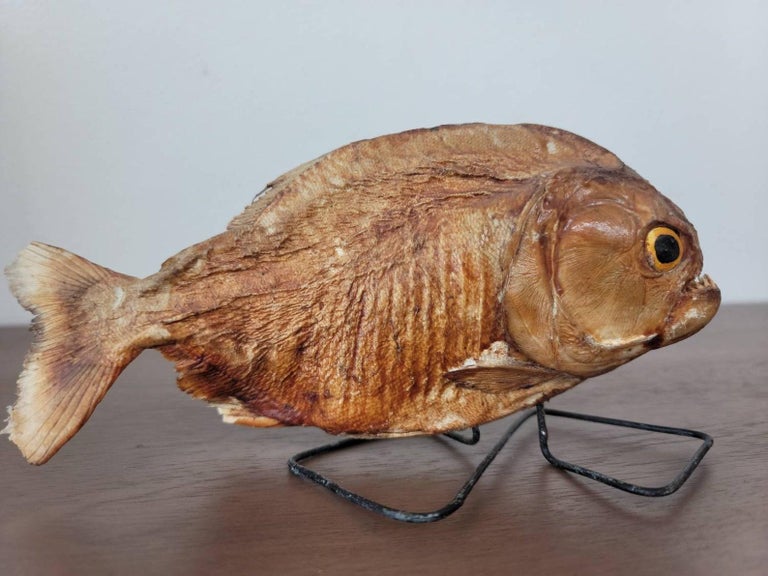Taxidermie Vintage De Piranha - Serrasalmus Nattereri, Pièce Décorative Originale