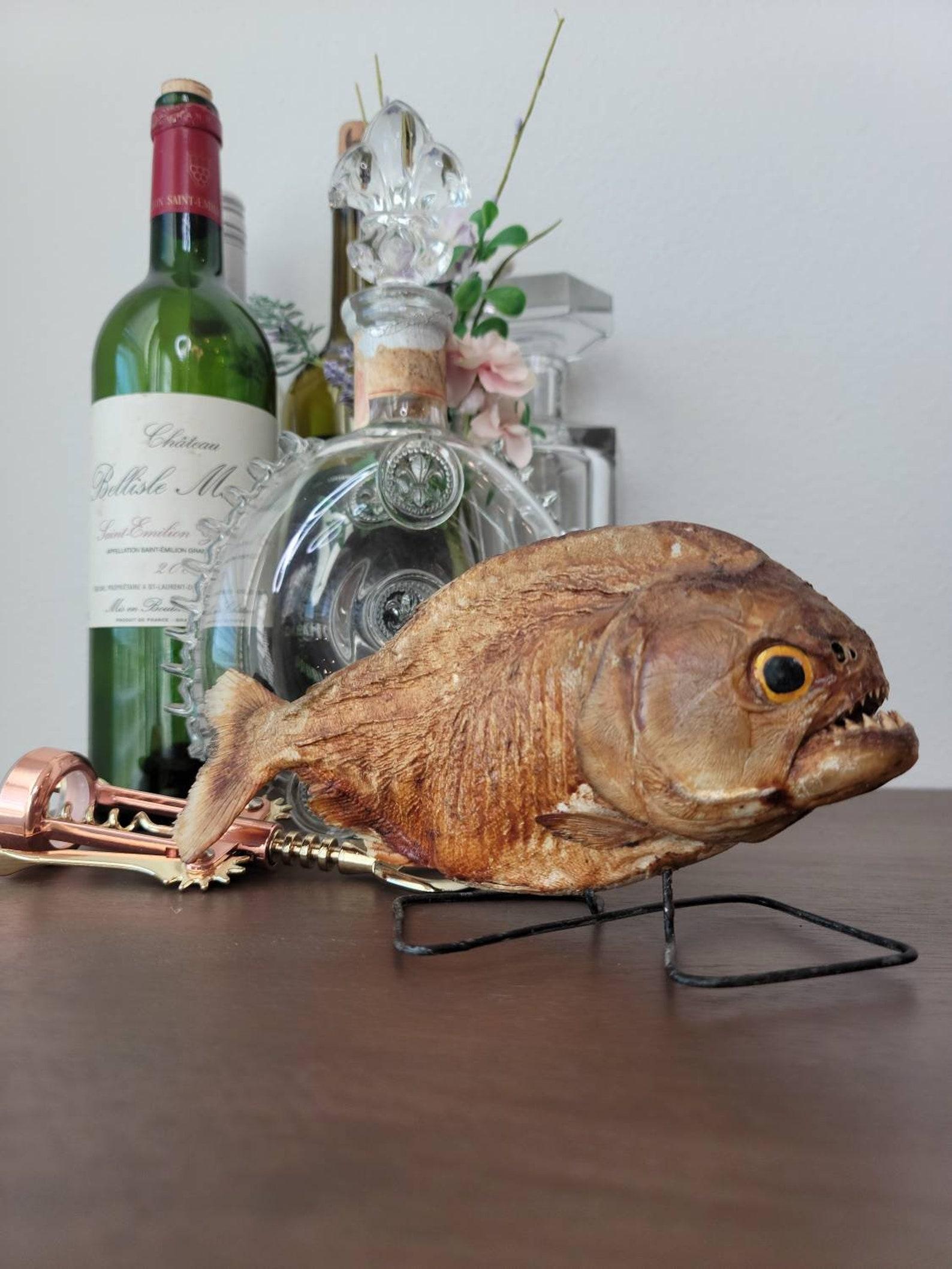 Pelle animale Antico esemplare di Piranha naturale in tassidermia