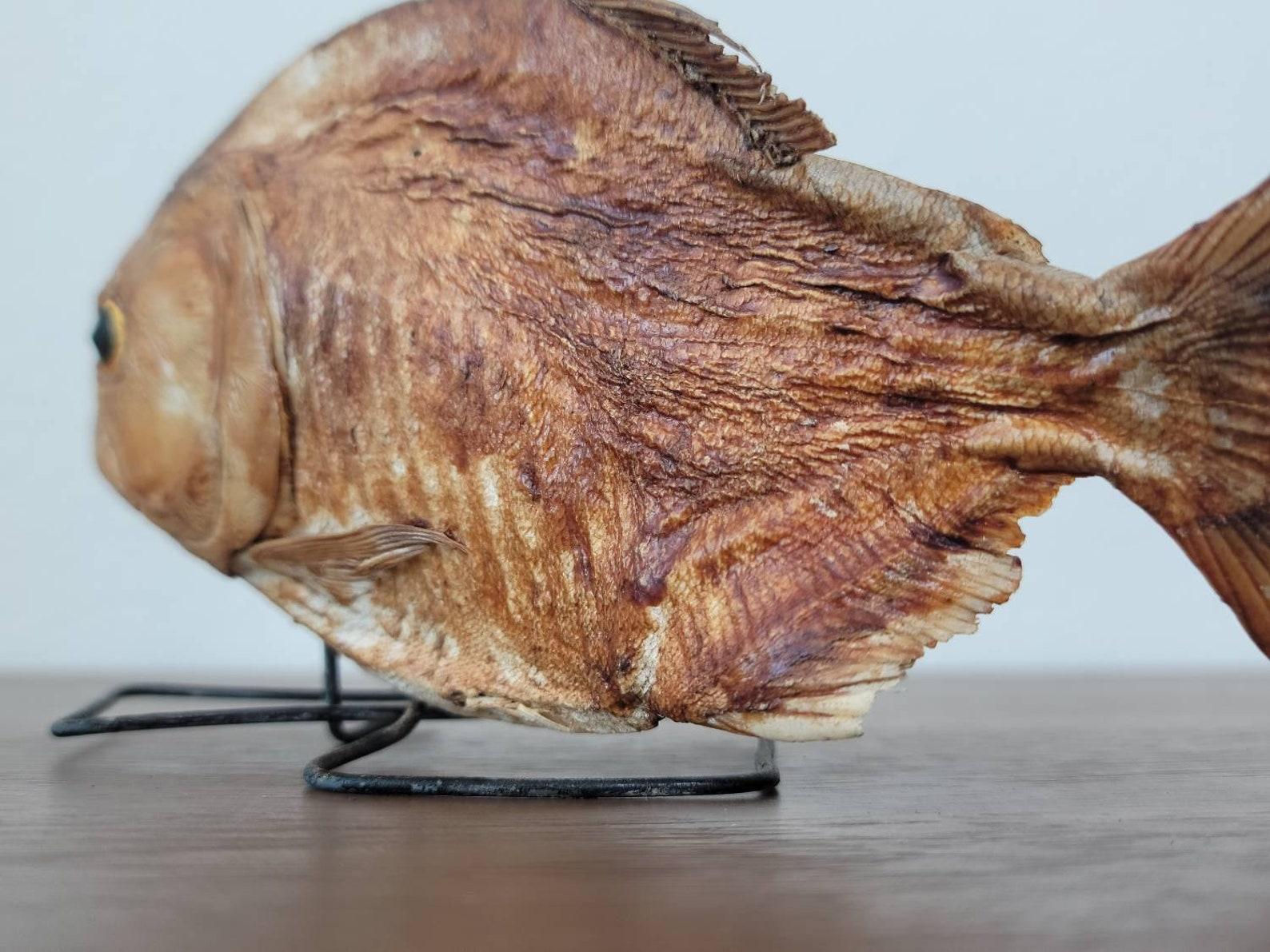 Antico esemplare di Piranha naturale in tassidermia 1