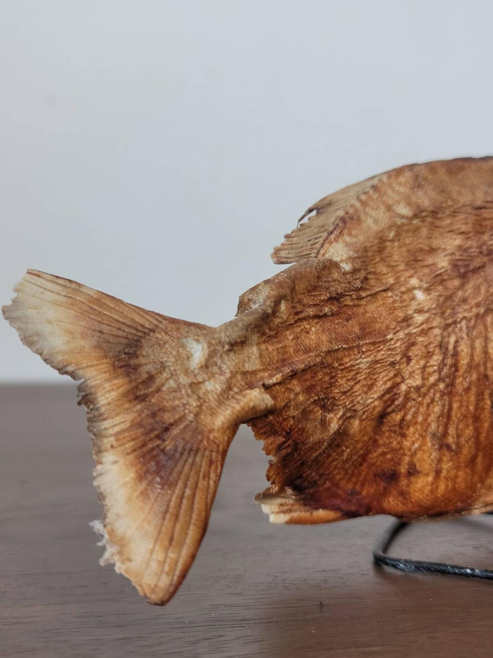 20th Century Antique Piranha Natural Taxidermy Specimen For Sale