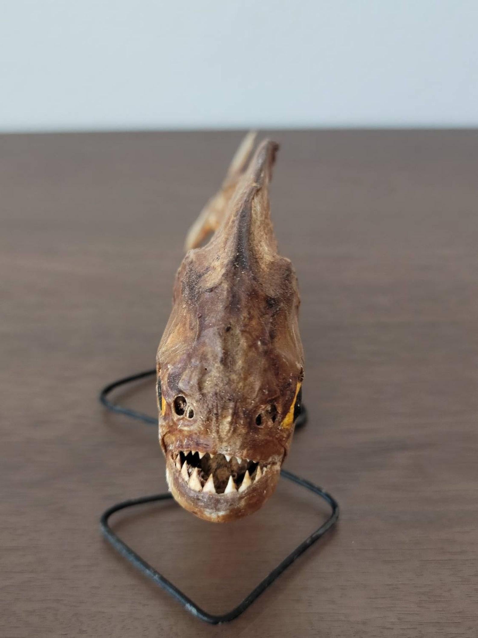 Antico esemplare di Piranha naturale in tassidermia 3