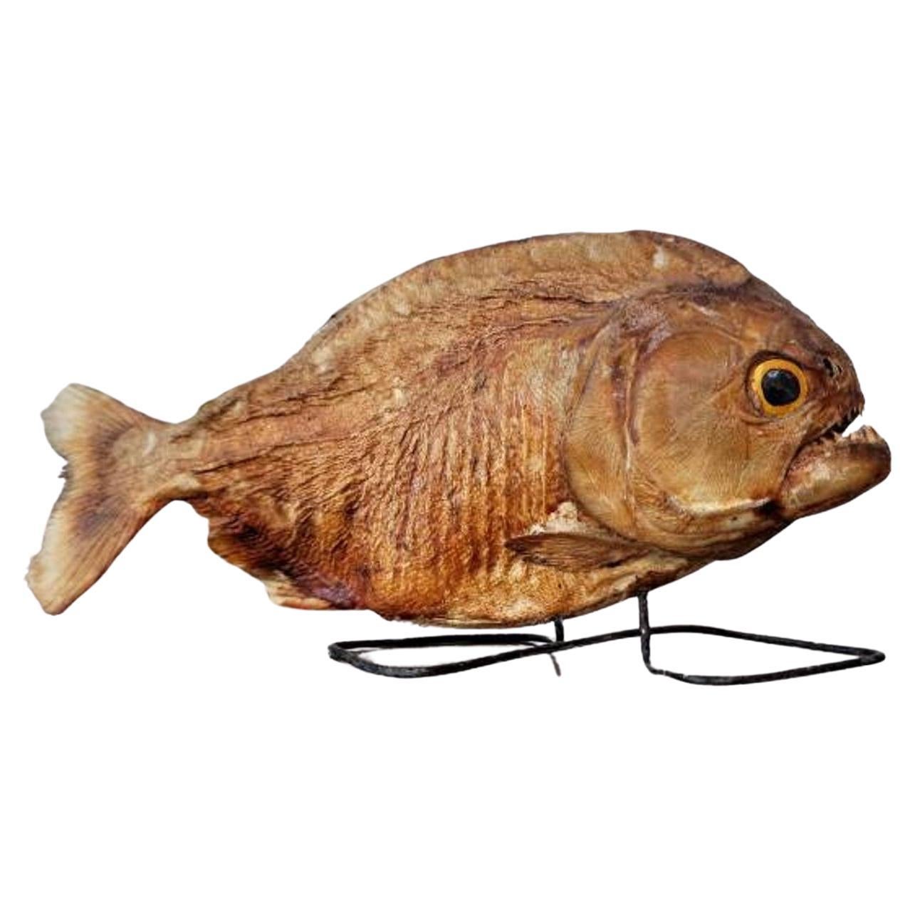 Antique spécimen de taxidermie naturelle de Piranha