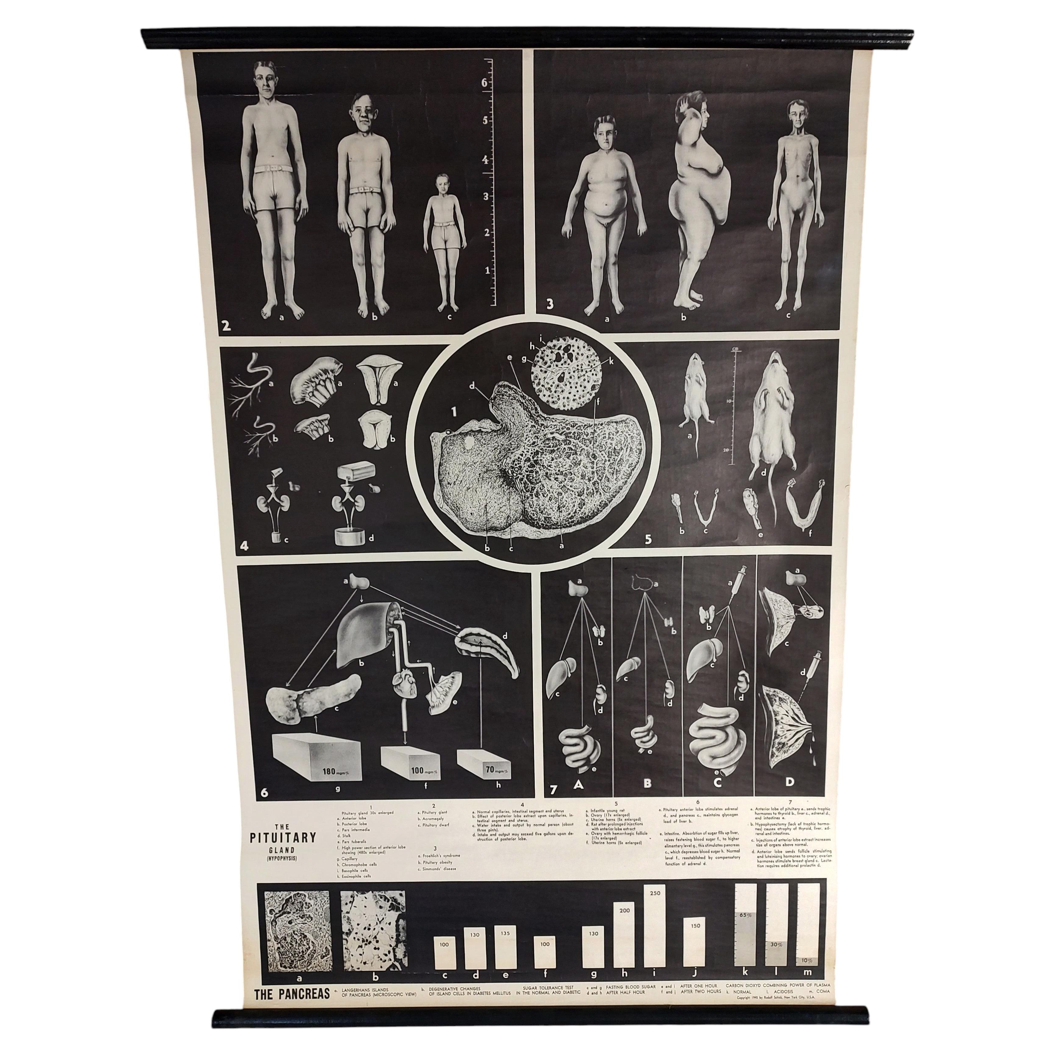 Antique Pituitary Gland Wall Chart
