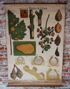 Antico diagramma botanico delle malattie delle piante