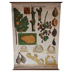 Antico diagramma botanico delle malattie delle piante