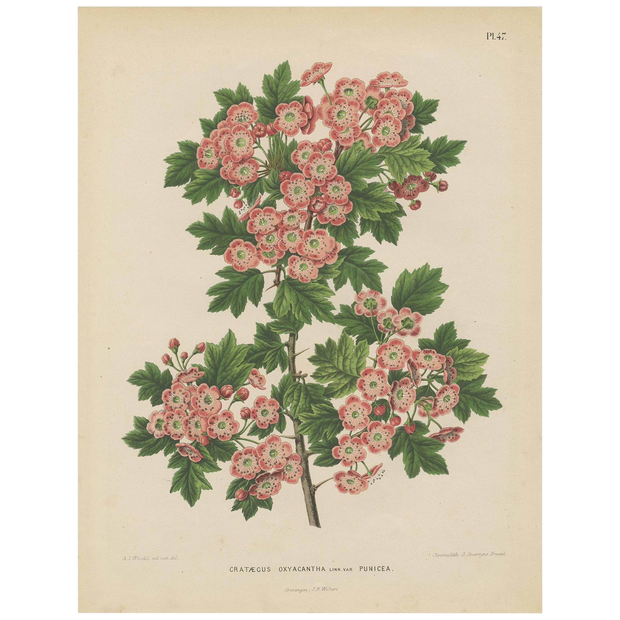 Grabado antiguo de la planta Crataegus Oxyacantha por G. Severeyns, 1879