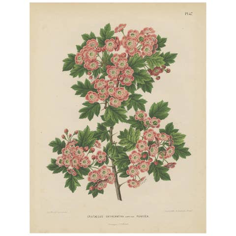 Antique Plant Print of the Crataegus Oxyacantha by G. Severeyns, 1879