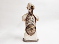 Antiker anatomischer Torso aus Gips:: 1930er Jahre