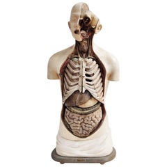 Antique Plaster Anatomical Torso, 1930s